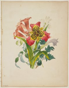 Bukett av Trumpet Vine, från Floras ordbok, 1838